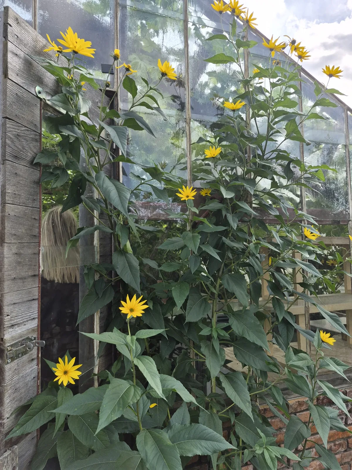 Bloemen en kruiden in de kas