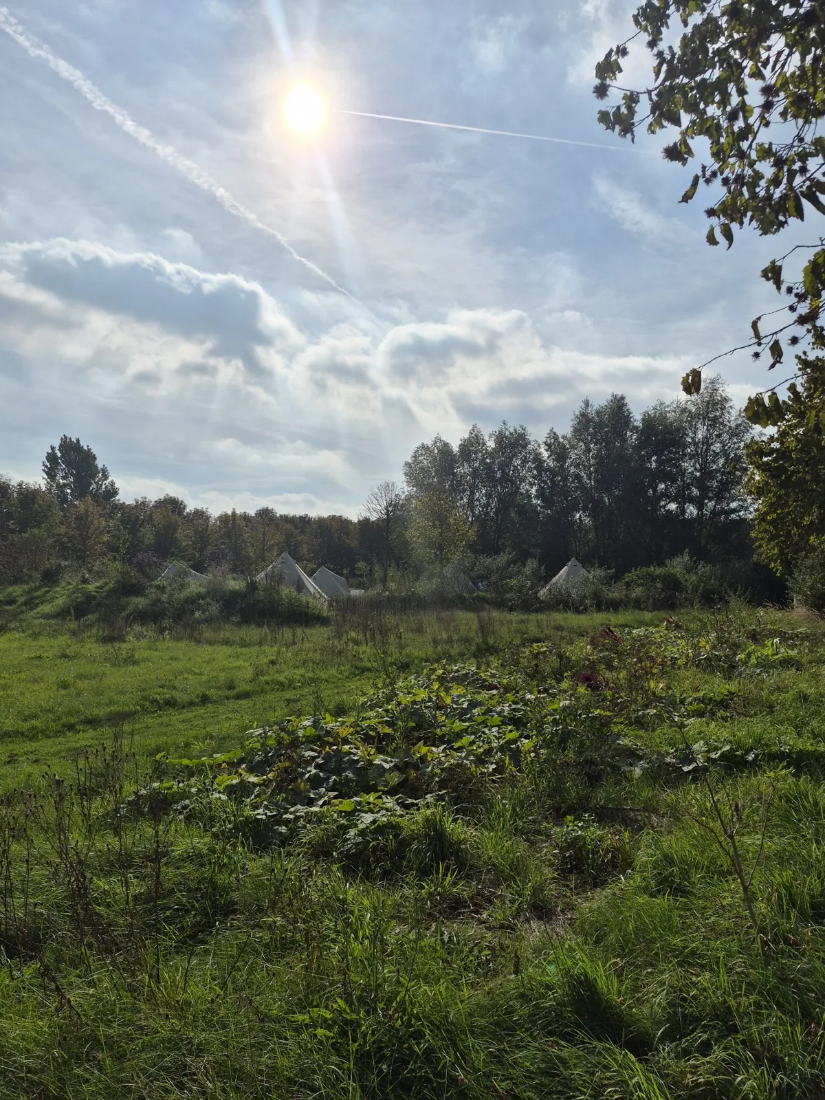 De ochtendzon over Yūgen Forest