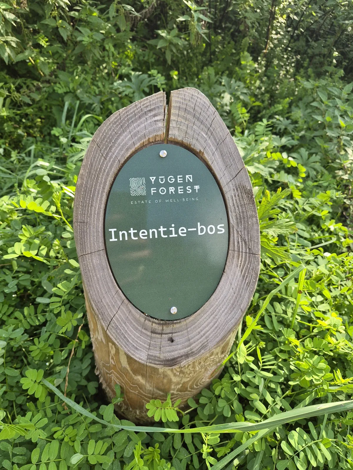 Een natuurlijk detail op het terrein